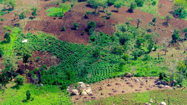 Aerial view of farmlands in West Africa during rainy season